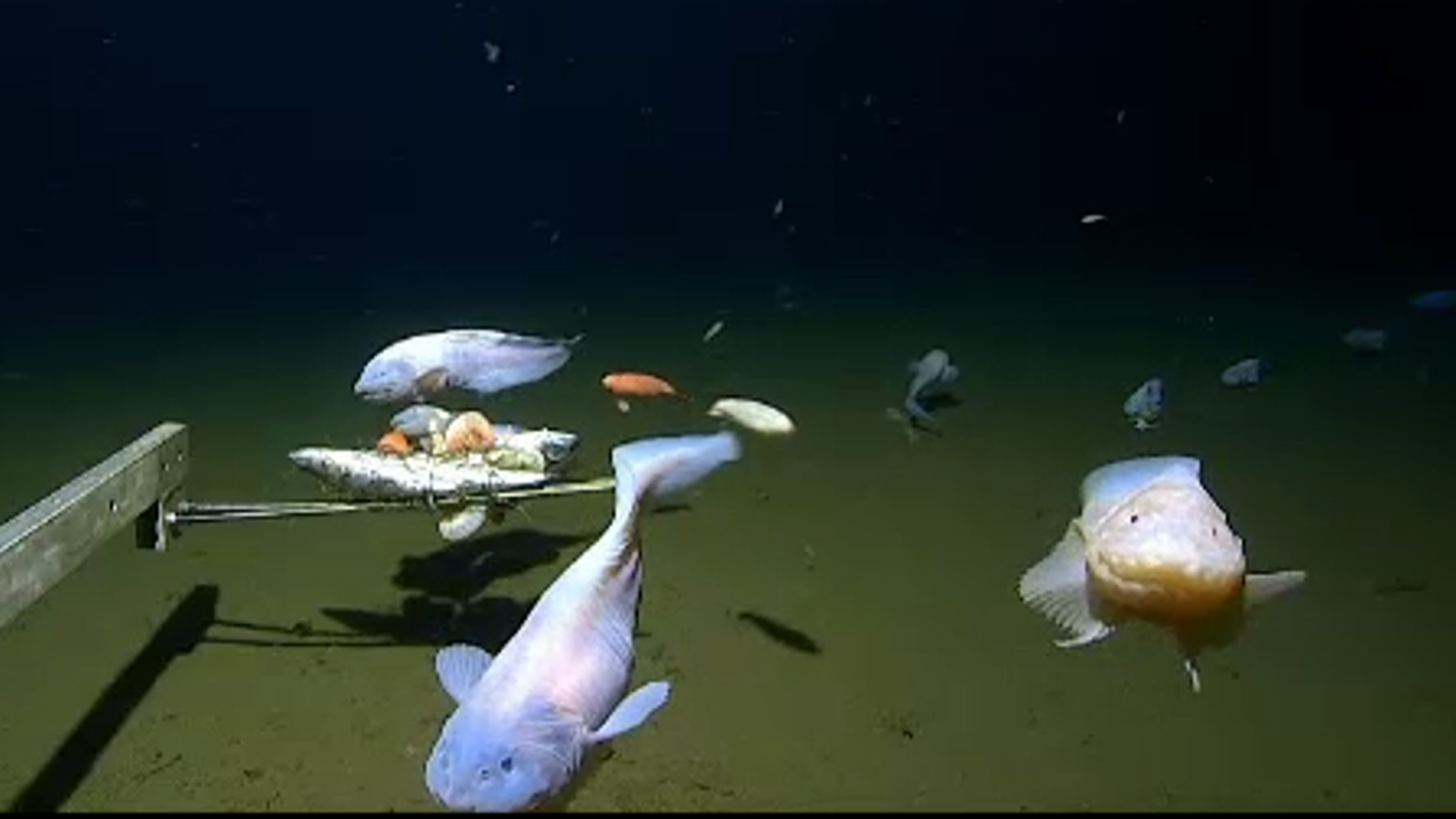 Images of the snailfish alive from 7500-8200m in the Izu-Ogasawara Trench.
Credit: University Of Western Austrailia